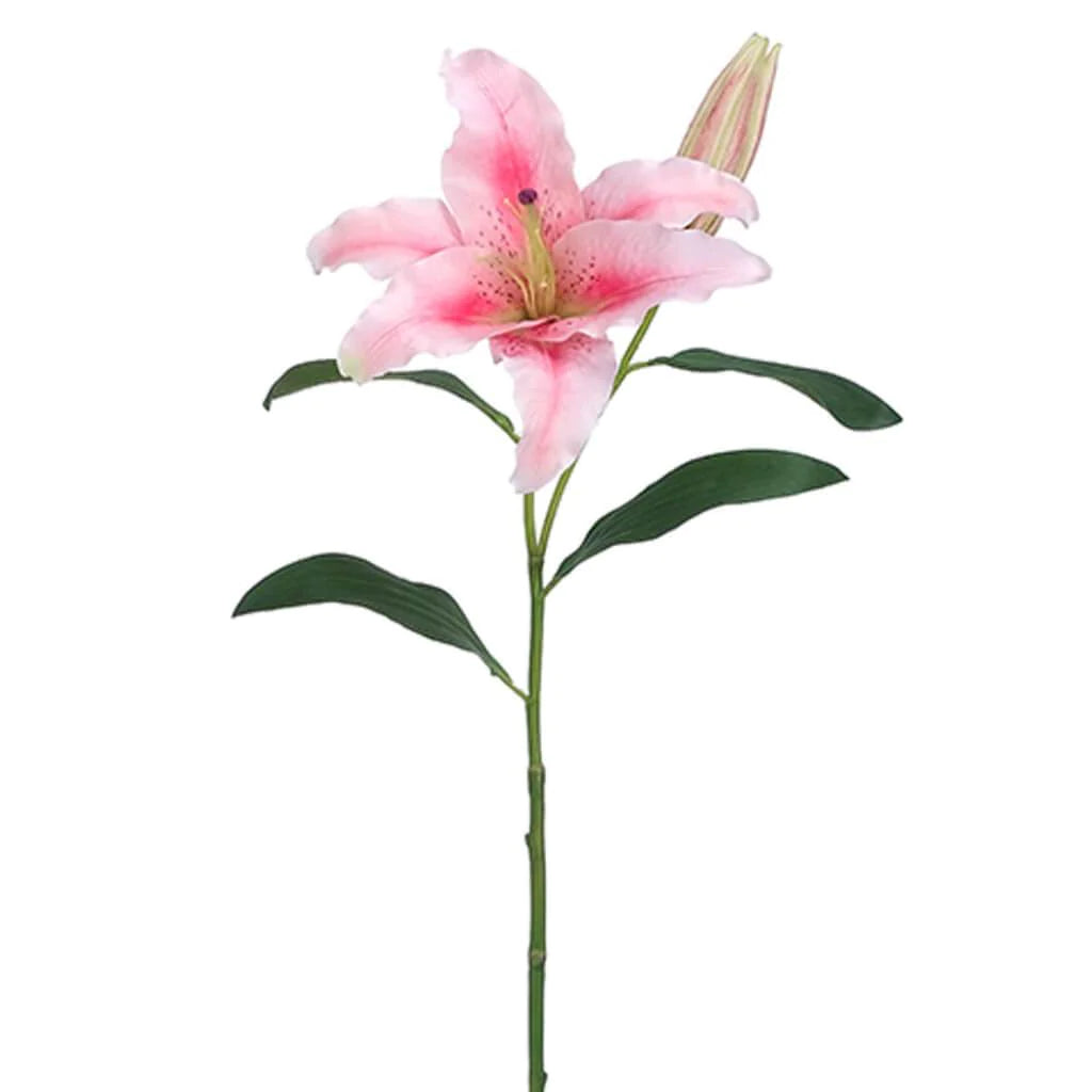 Casablanca Lily