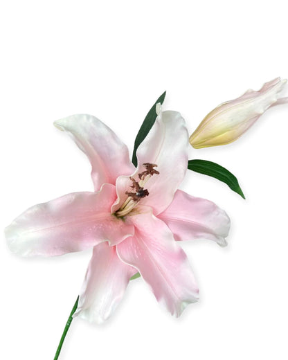 Casablanca Lily