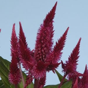 Celosia