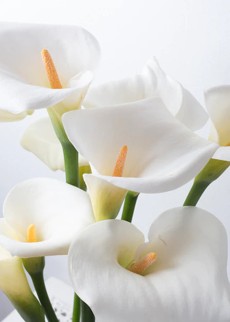 Calla Lily