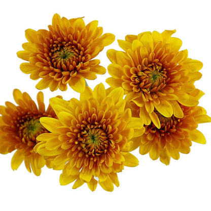 Chrysanthemum