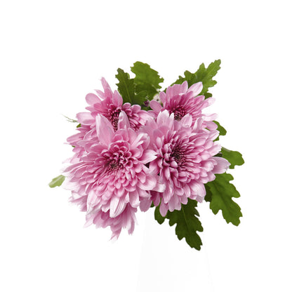 Chrysanthemum