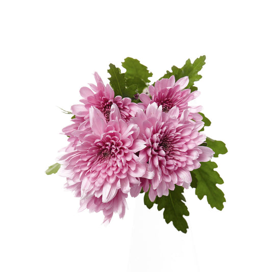 Chrysanthemum