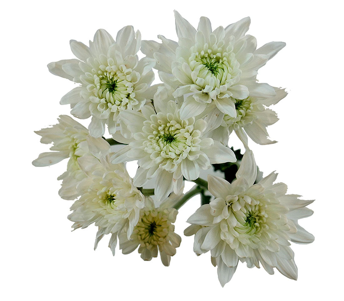 Chrysanthemum