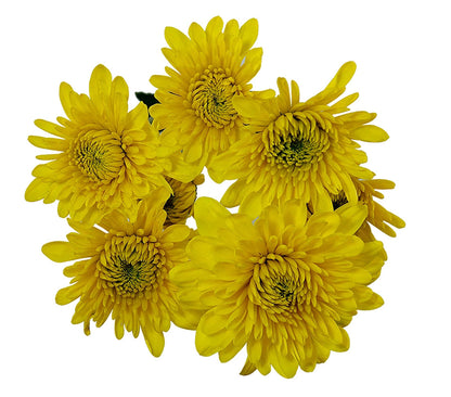 Chrysanthemum