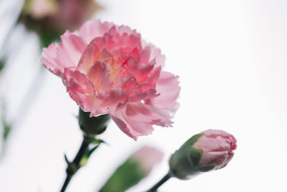 Spray Carnation