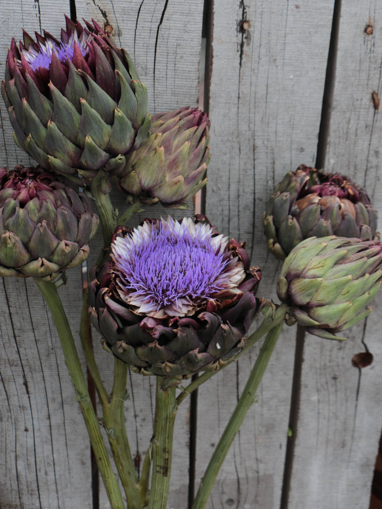 Artichoke