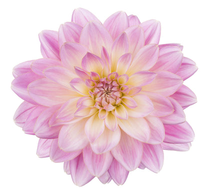 Dahlia