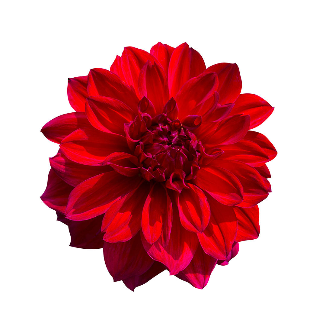 Dahlia