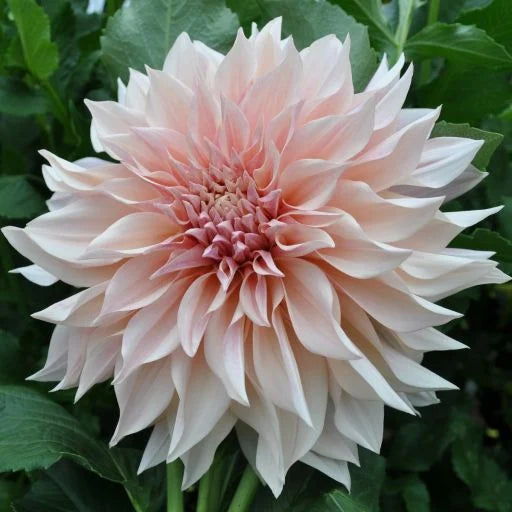 Dahlia