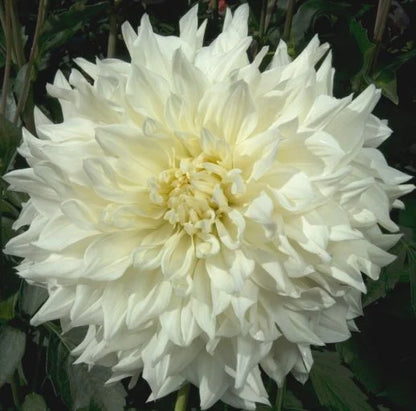 Dahlia