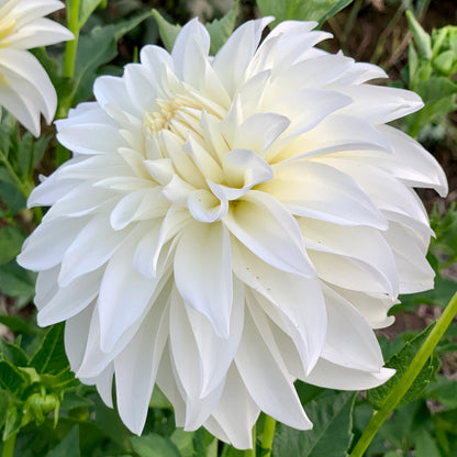 Dahlia