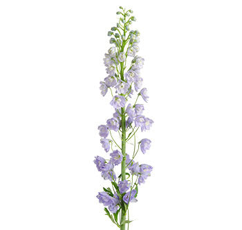 Delphinium