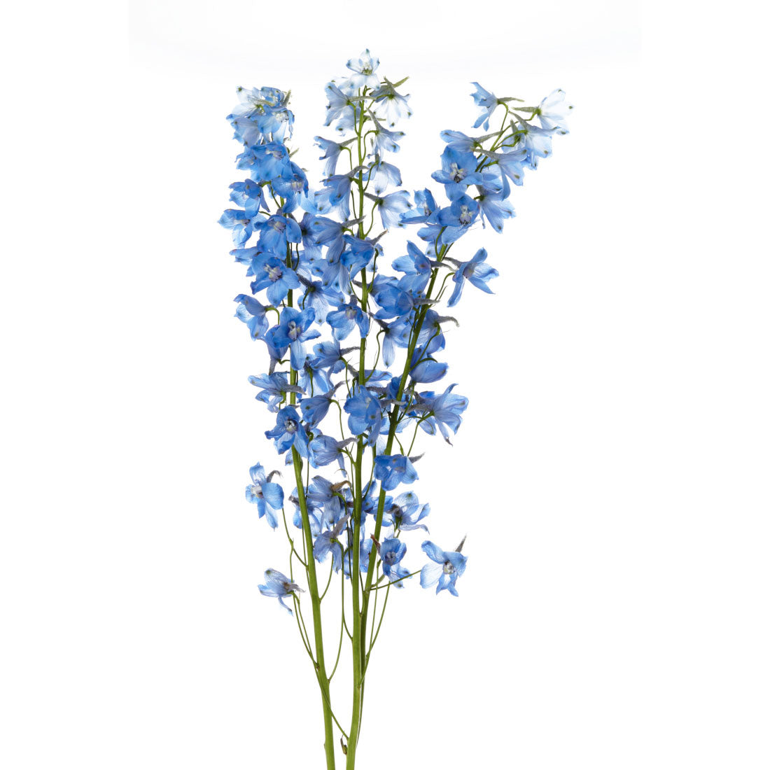 Delphinium