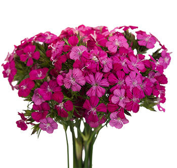 Dianthus