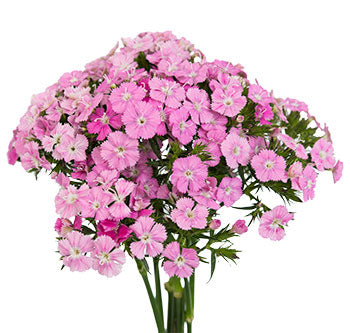 Dianthus