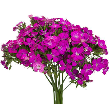 Dianthus