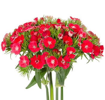 Dianthus