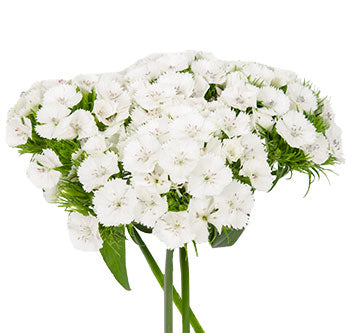 Dianthus