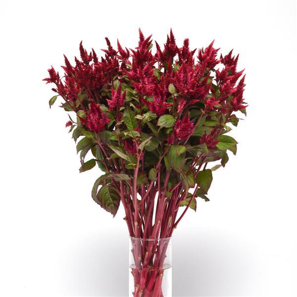 Celosia