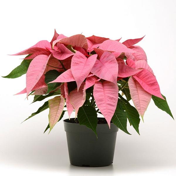 Poinsettia