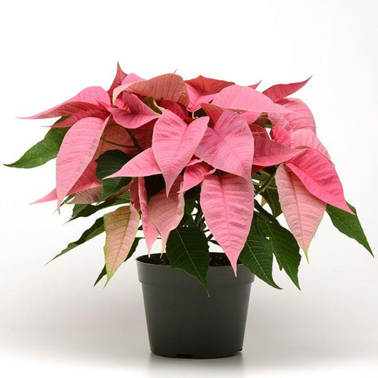 Poinsettia