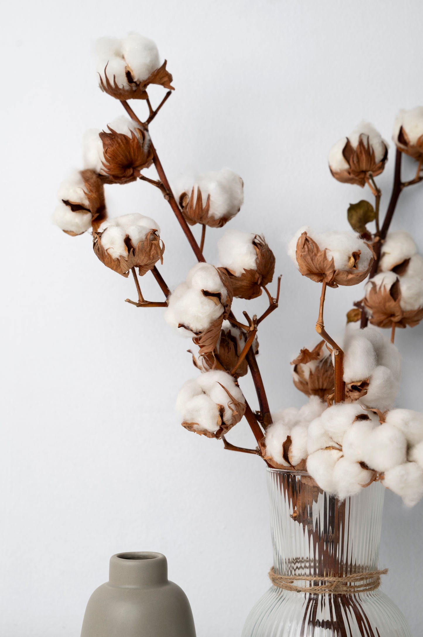 Cotton Branches