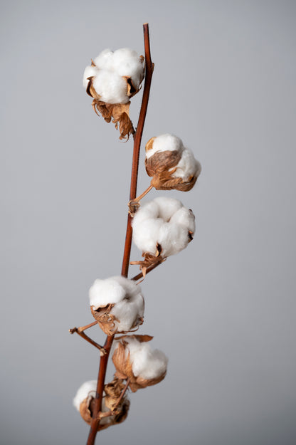 Cotton Branches