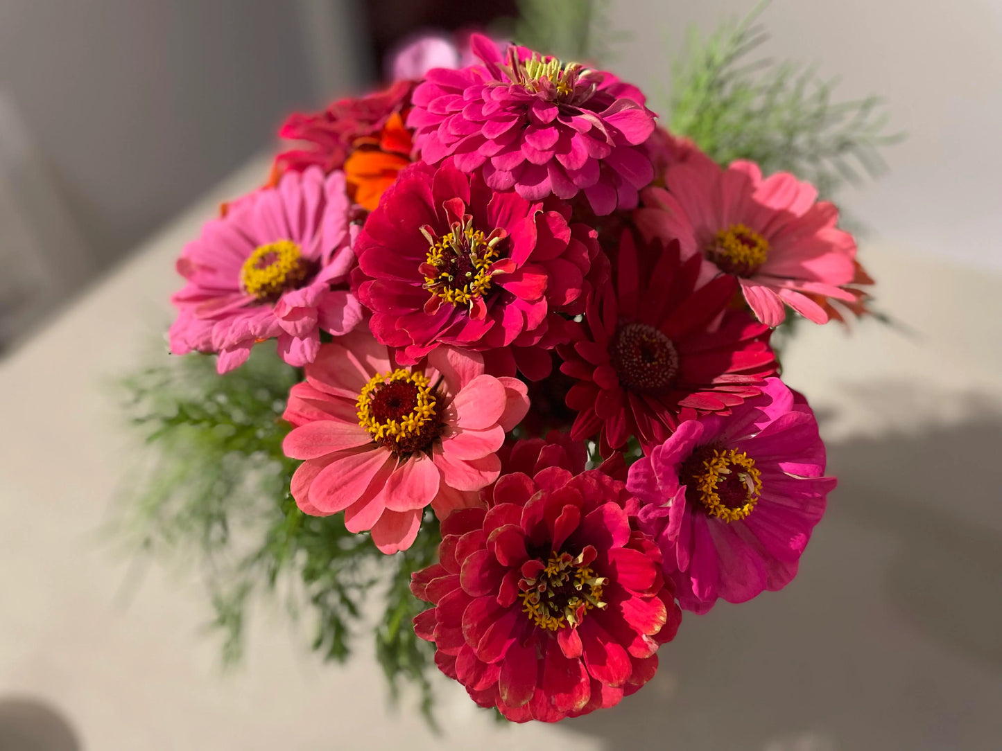 Zinnias