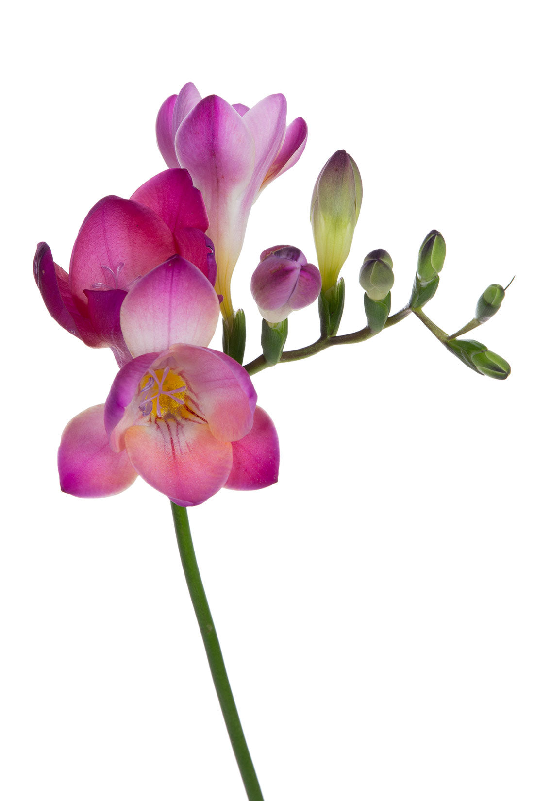 Freesia