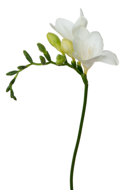 Freesia