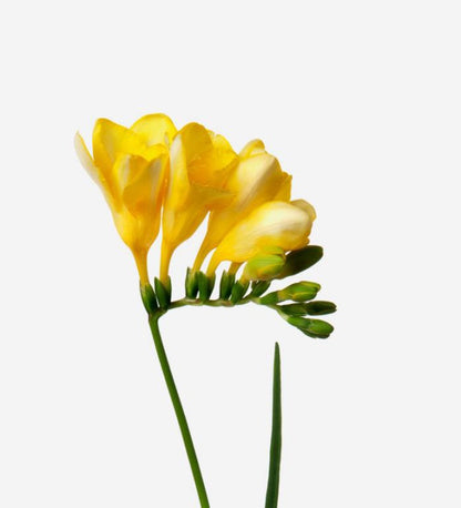 Freesia