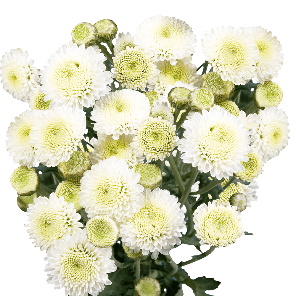 Button (Chrysanthemum)