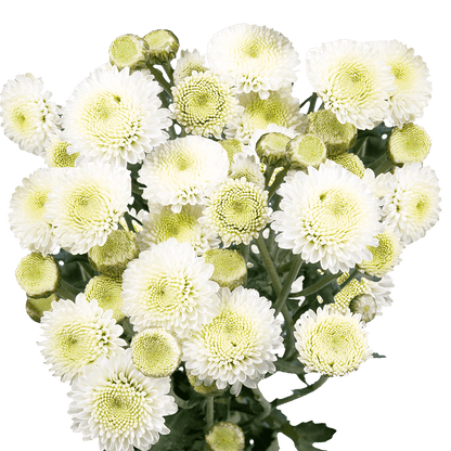 Button (Chrysanthemum)