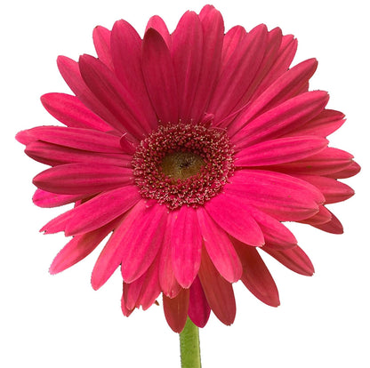 Gerbera