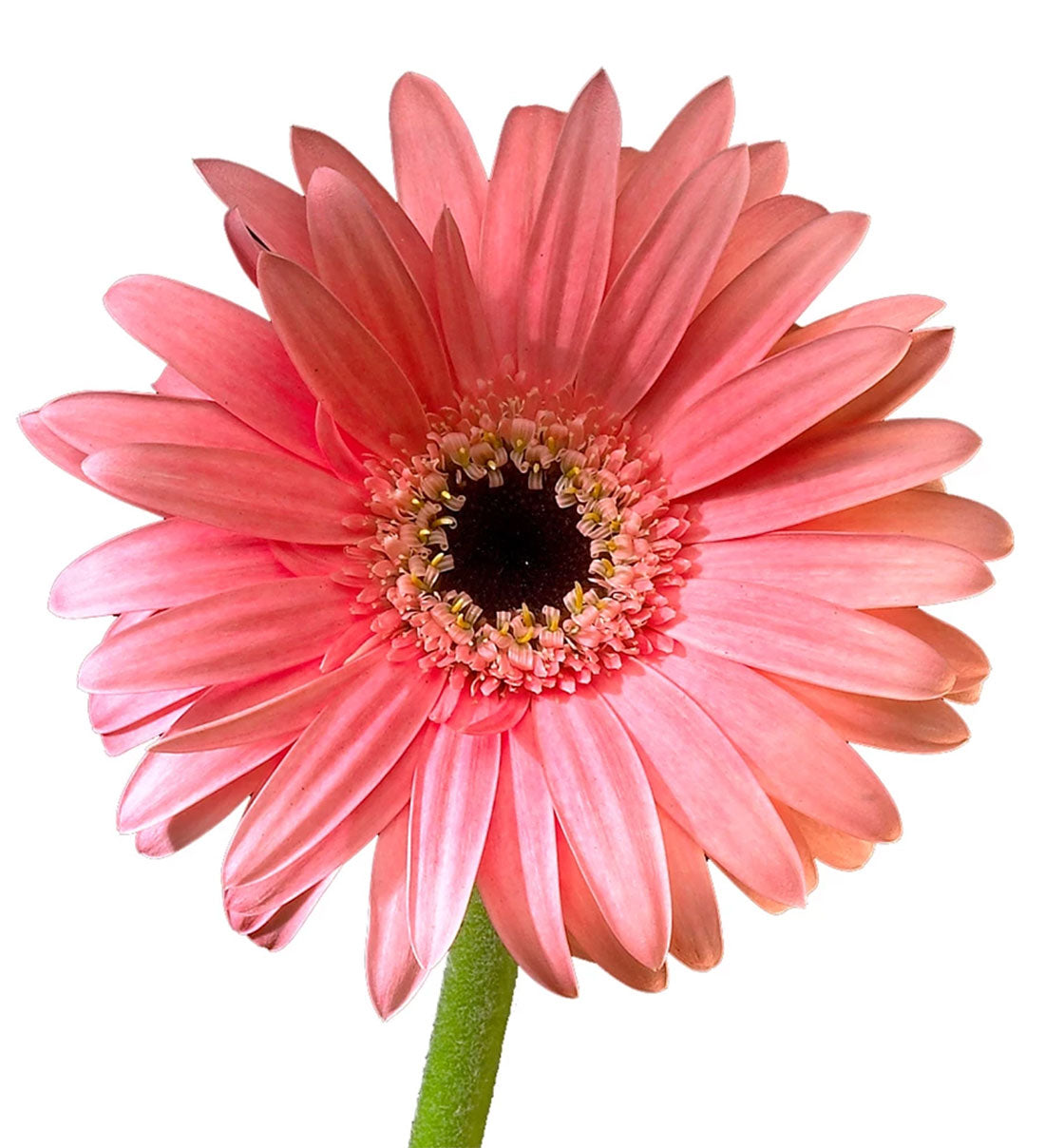 Gerbera