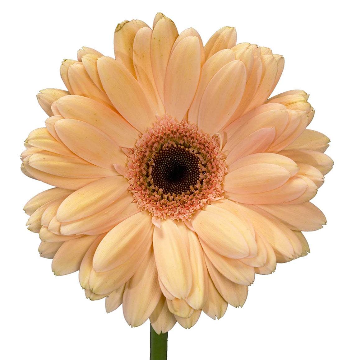 Gerbera