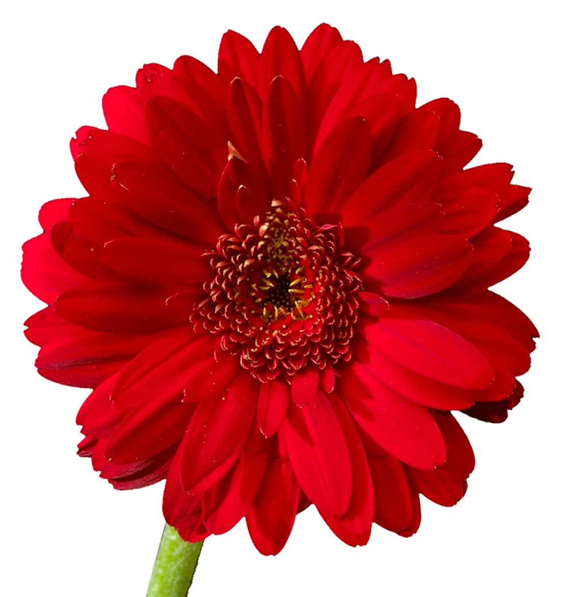 Gerbera