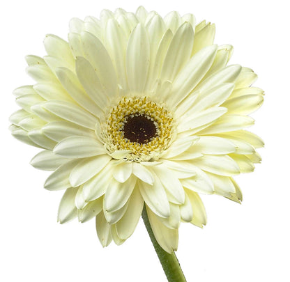 Gerbera