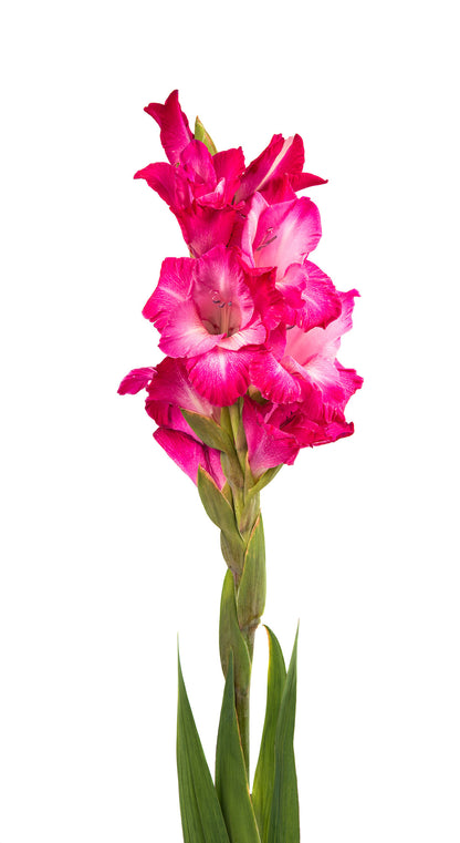 Gladiolus