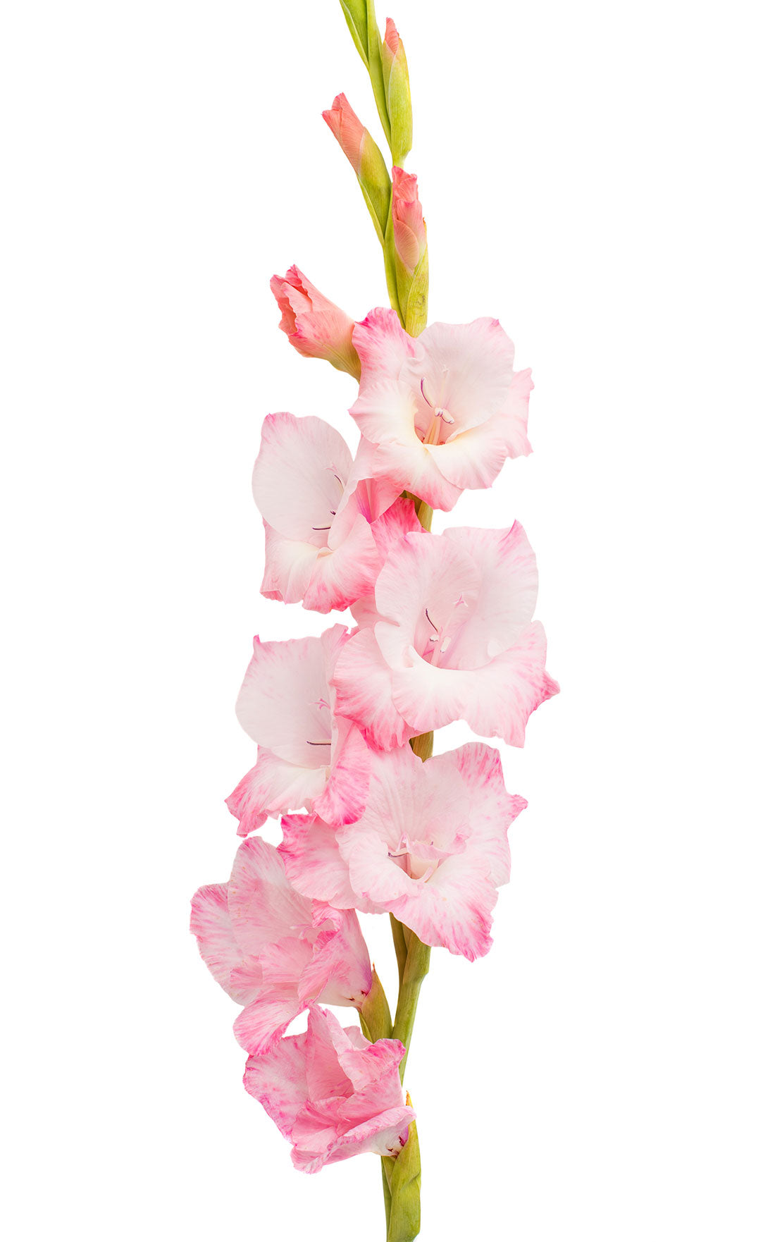 Gladiolus