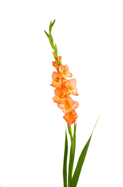 Gladiolus