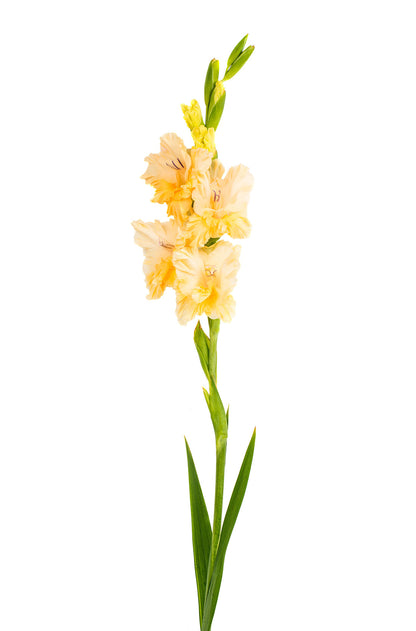 Gladiolus