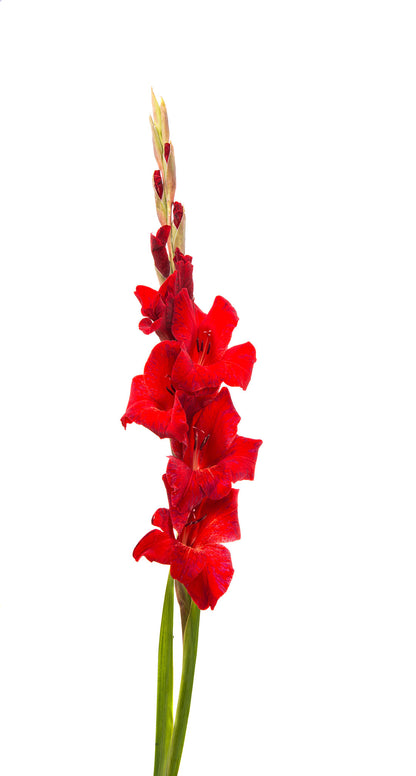 Gladiolus