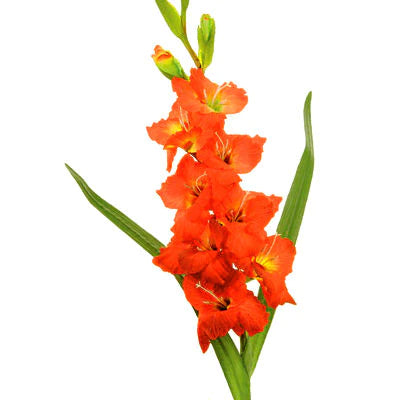 Gladiolus