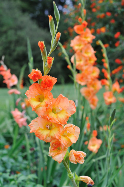 Gladiolus