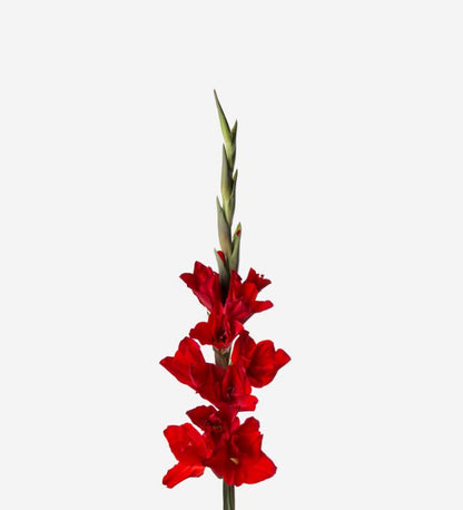 Gladiolus