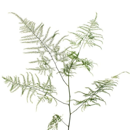 Plumosus Fern