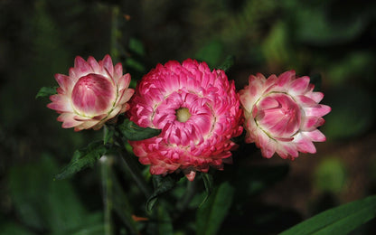 Straw flower