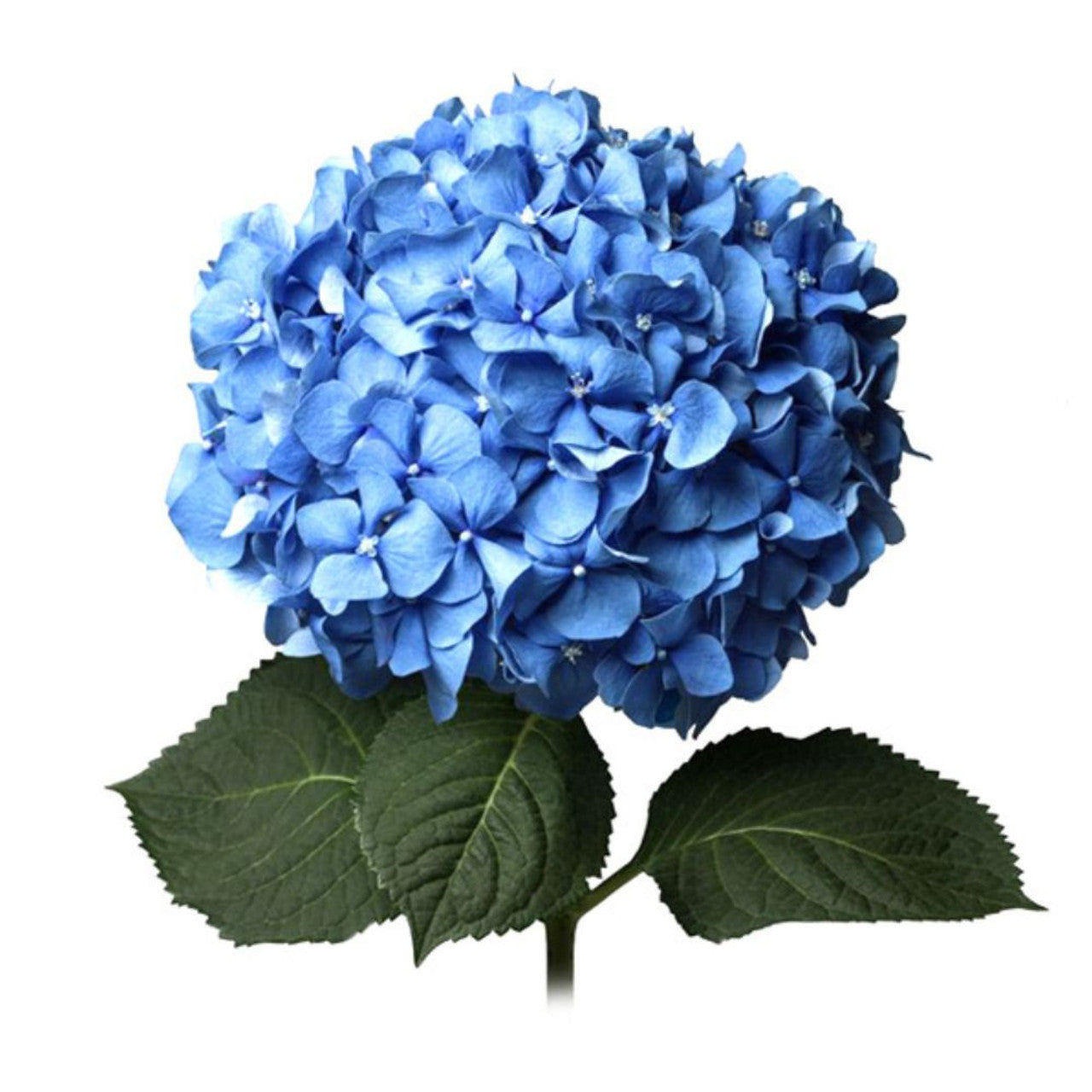 Hydrangea